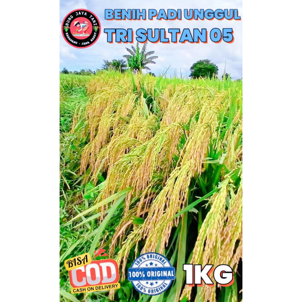 BENIH PADI UNGGUL BERKUALITAS TRI SULTAN 05 KEMASAN 1KG