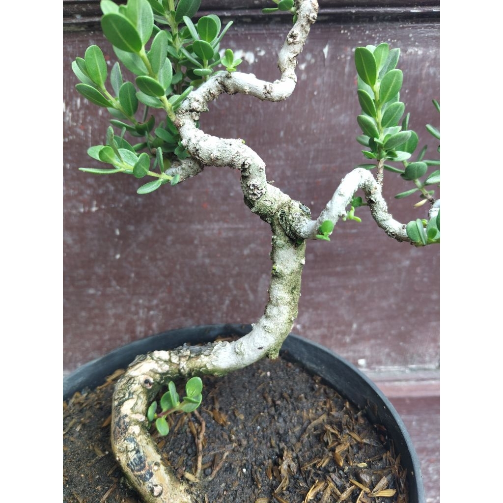 (sesuai gambar) Santigi mawar daun bulat