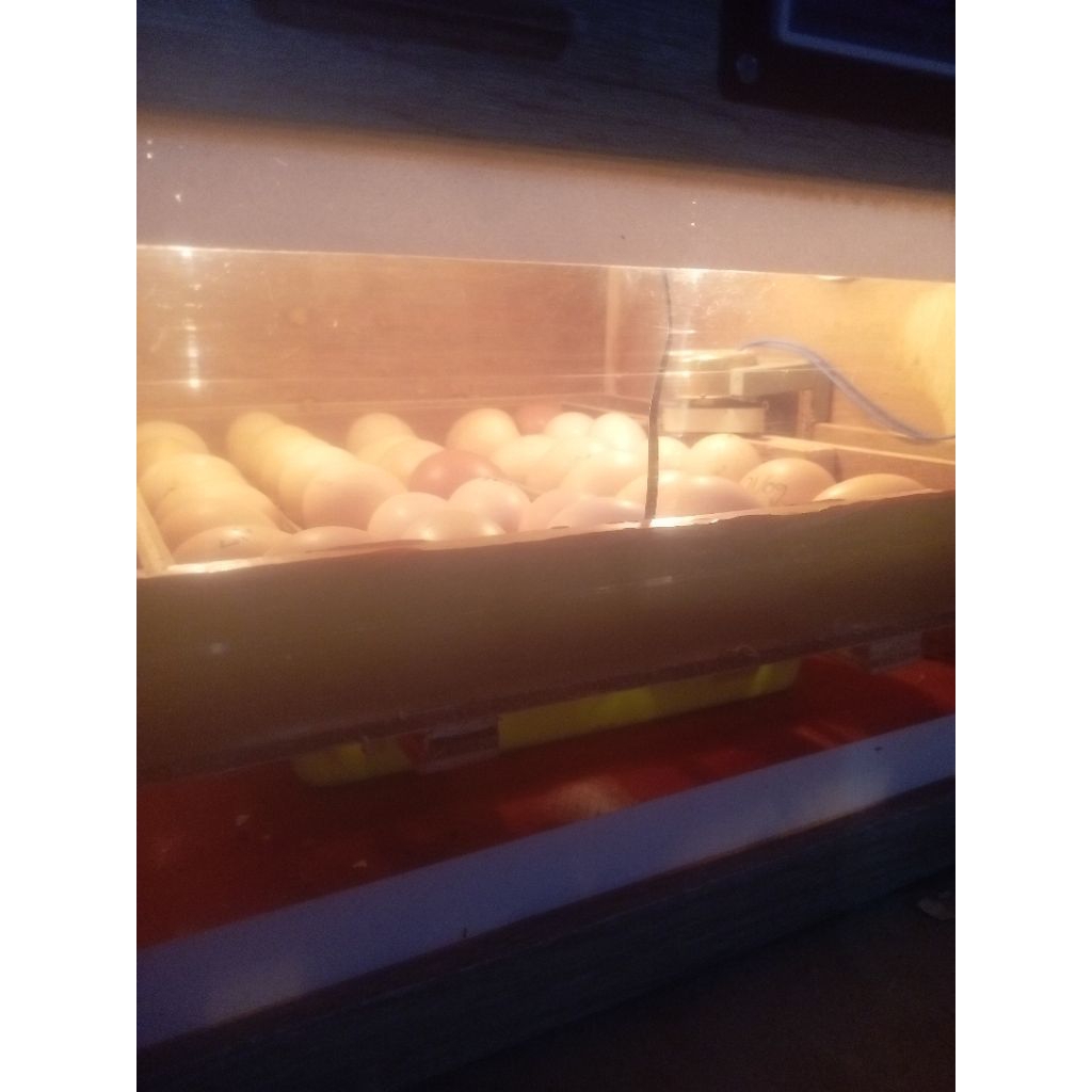 telur ayam kampung fertil