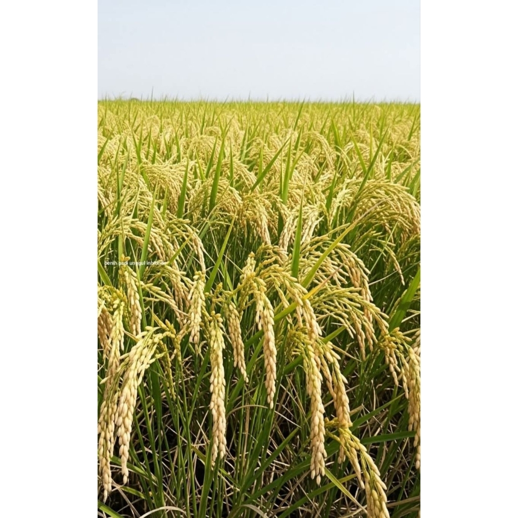 Benih padi super unggul berkualitas INPARI 50 MAREM kemasan 5kg