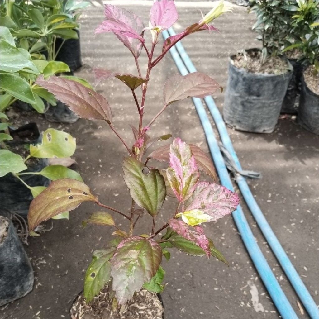 Bunga Sepatu Varigata