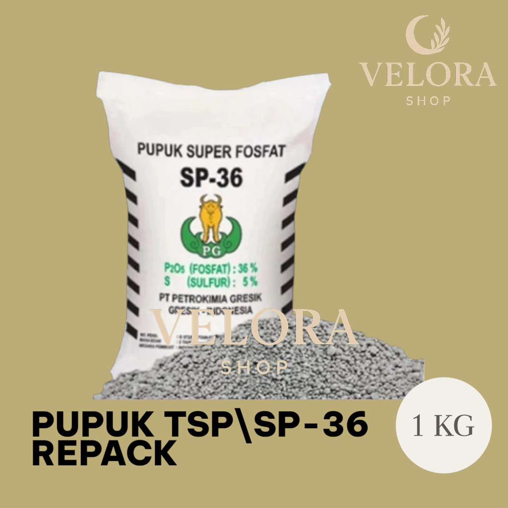 PUPUK TSP SP 36 1 KG ORIGINAL REPACK Pupuk Tani Penyubur dan Pembenah Tanah