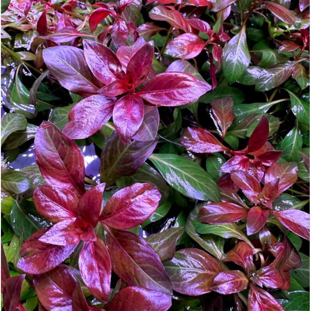 Ludwigia Dark Red / Red Malang tanaman aquascape mudah perawatannya tanaman air