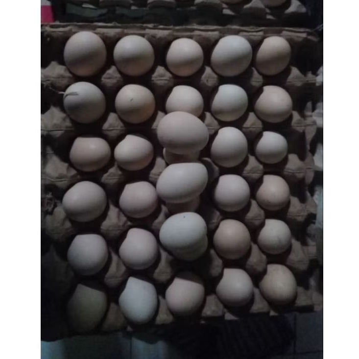Telur Fertil Ayam KUB