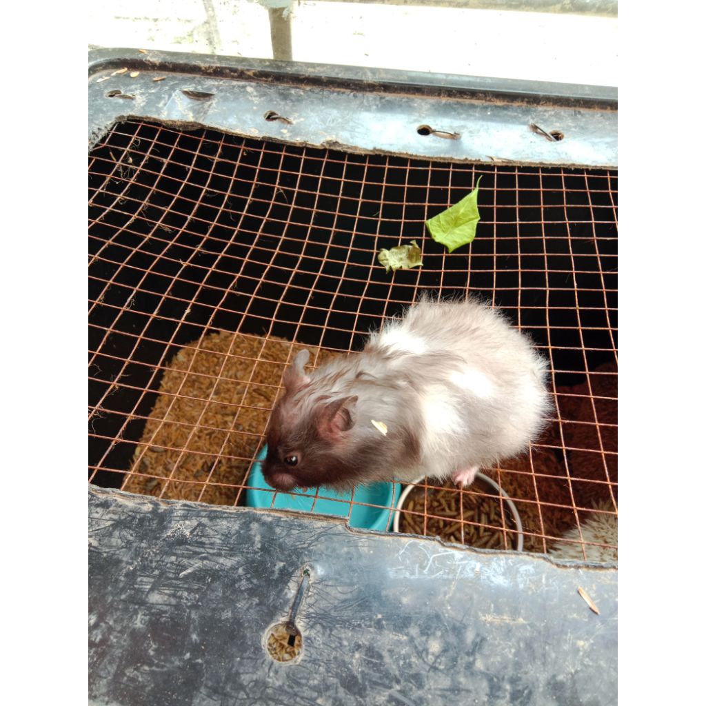 indukan syirian bulu panjang