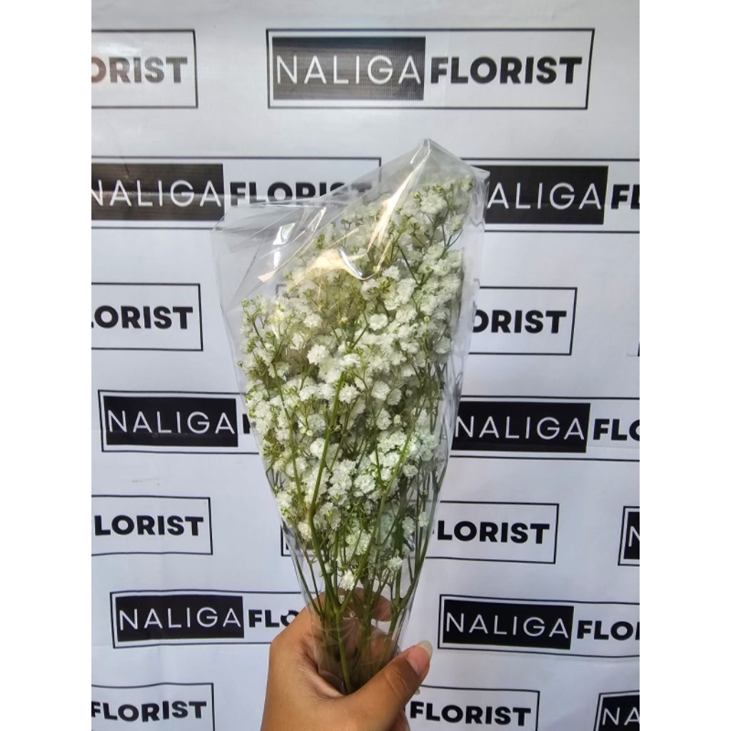 Bunga Baby Breath Asli Fresh ( Naliga Florist )
