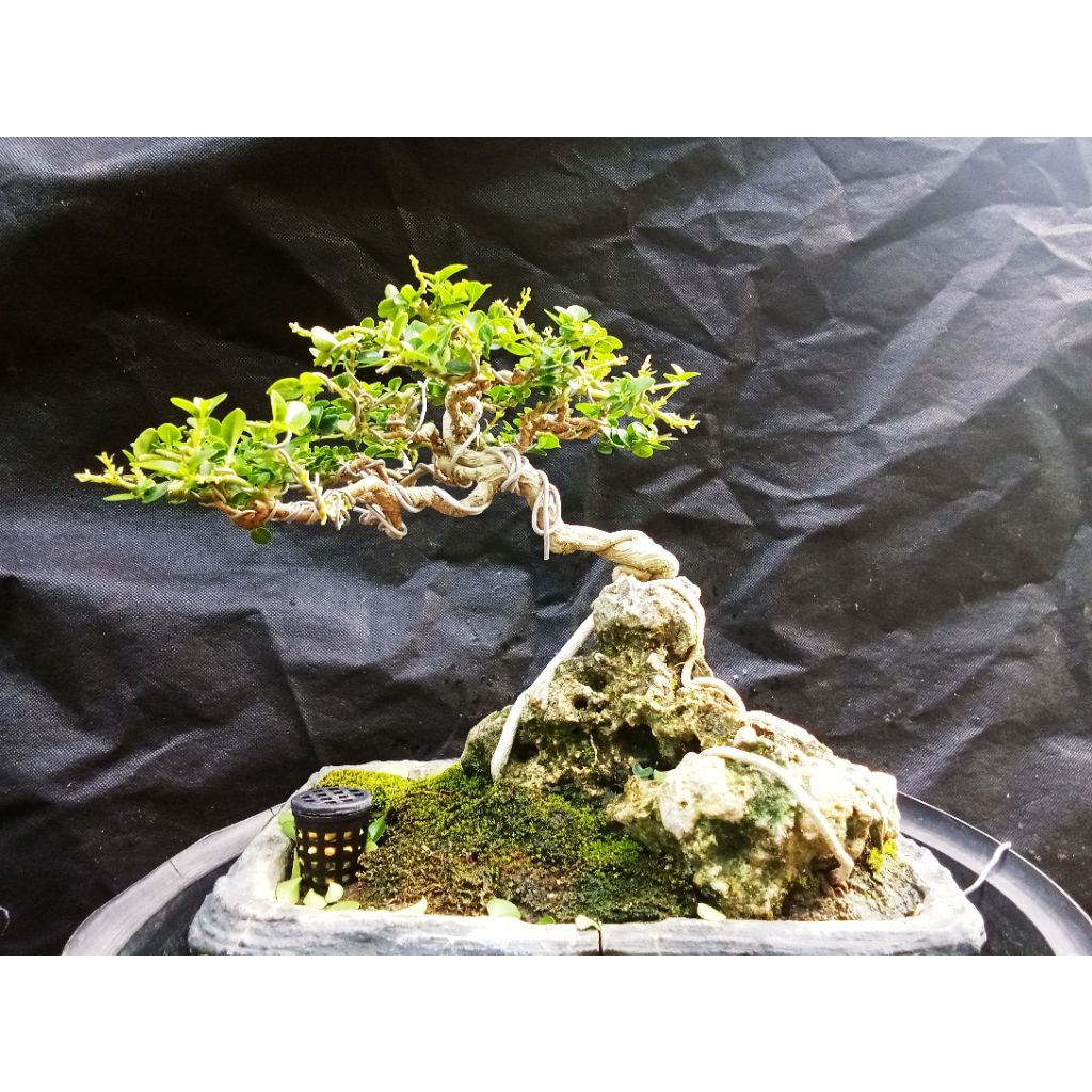 bonsai Sancang shito mame