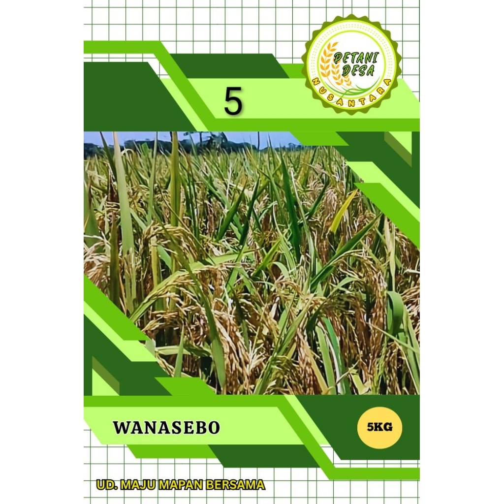 Benih Padi:KOLOSEBO