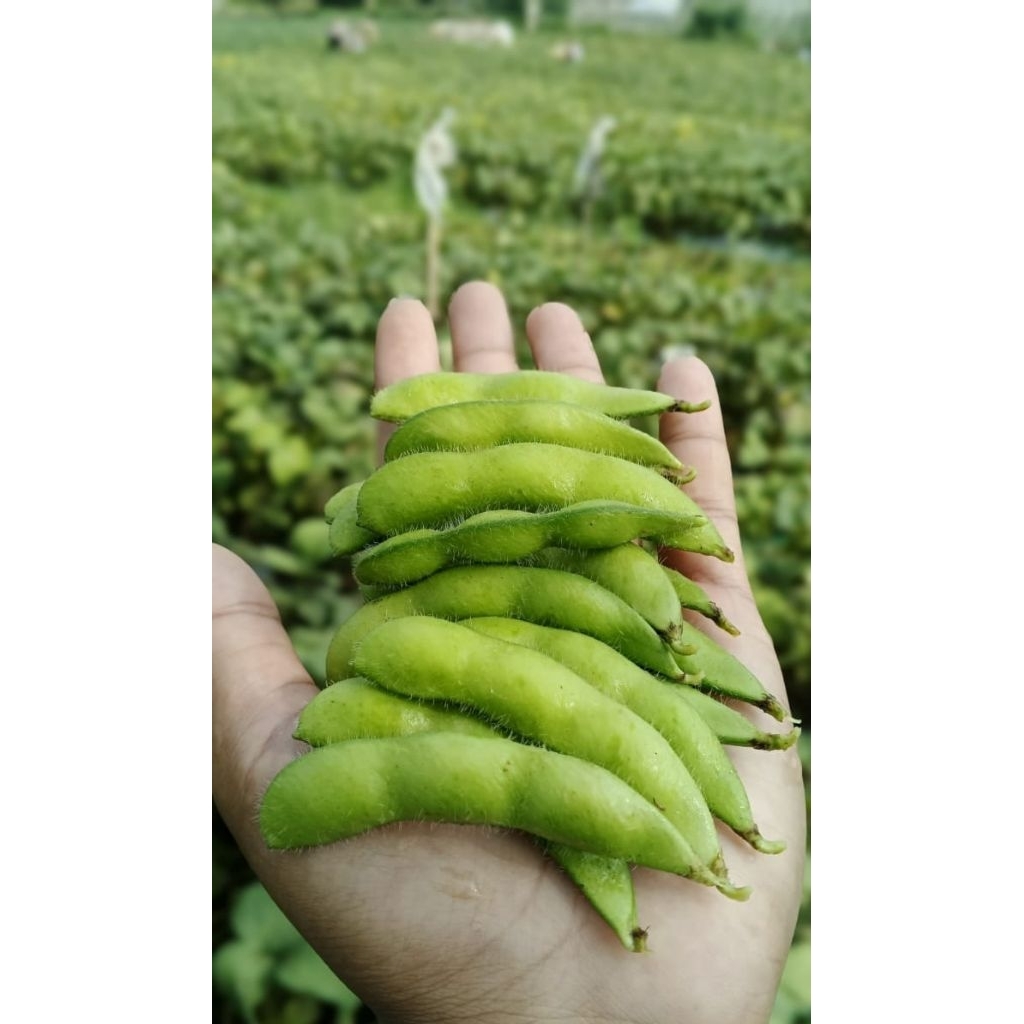 EDAMAME FRESH