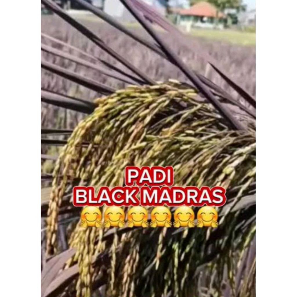 BENIH PADI BLACK MADRAS KEMASAN1kg
