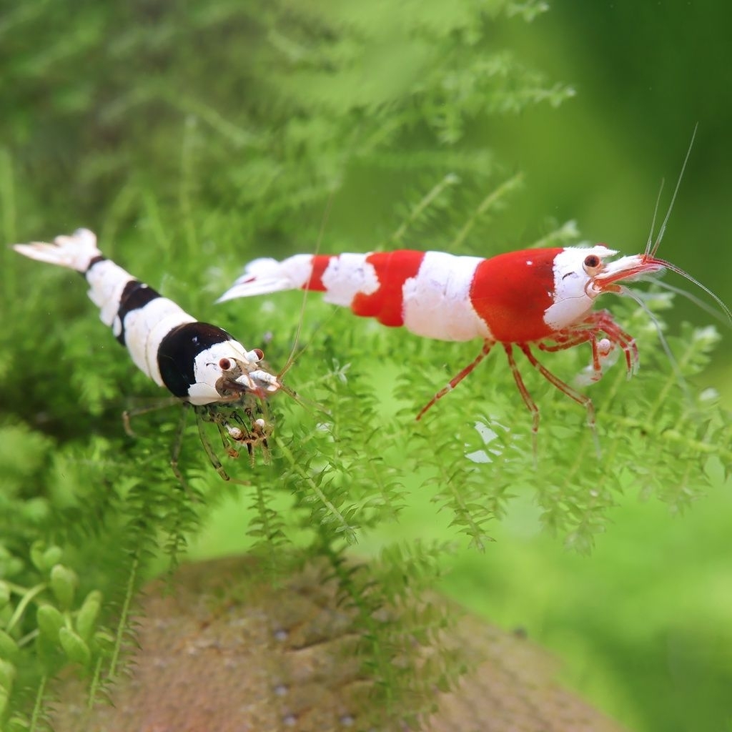 Hiasan aquascape Udang Hias Black Bee dan Red Bee Dekorasi Aquarium