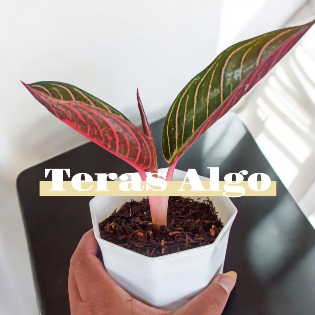 AGLONEMA RED SUMATRA ANAKAN (ASLI)