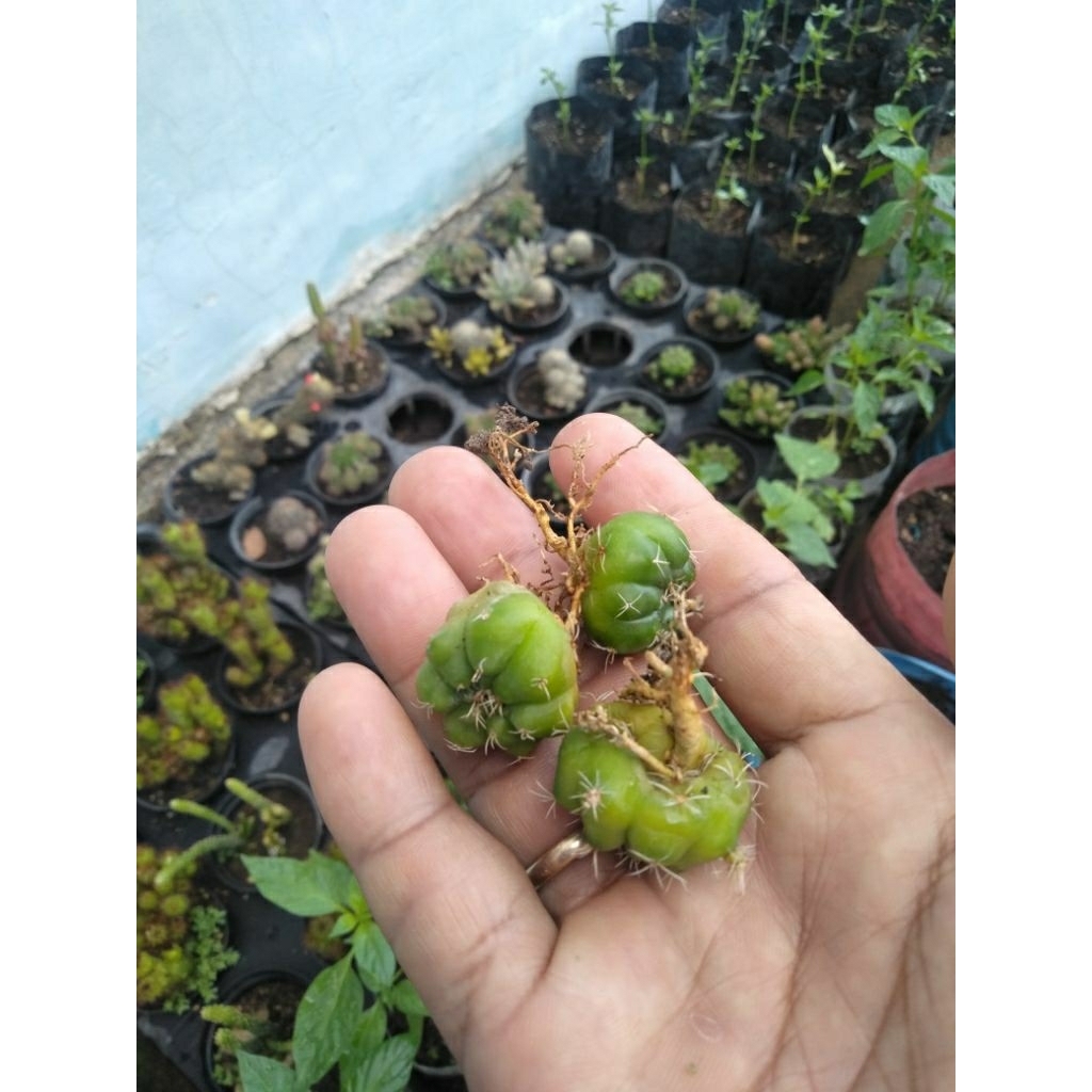 anakan kaktus ownroot