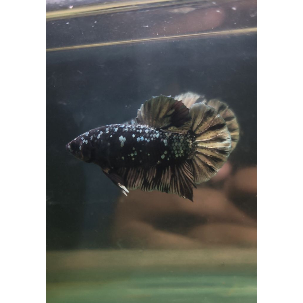 Cupang Avatar Cooper (Male)