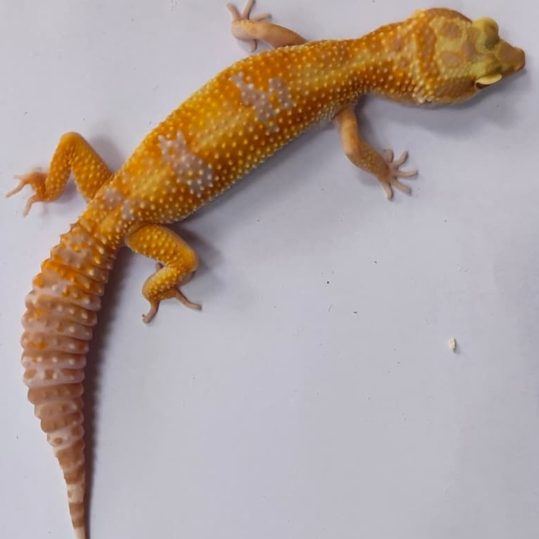WY Tremper Gecko (F-69)