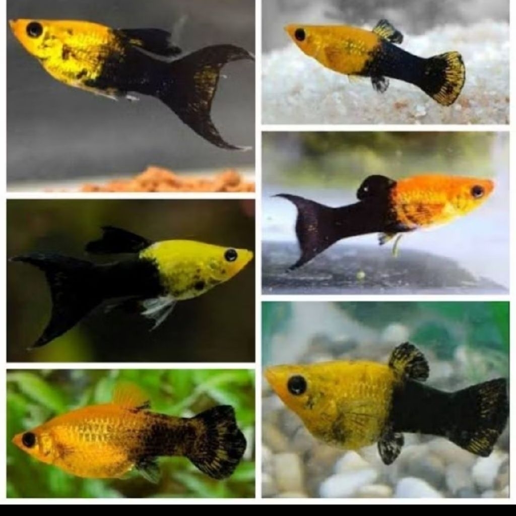 Ikan Hias Molly Golden Black - Pet Type: Ikan Hias, Condition: Baru - Molly Golden Black