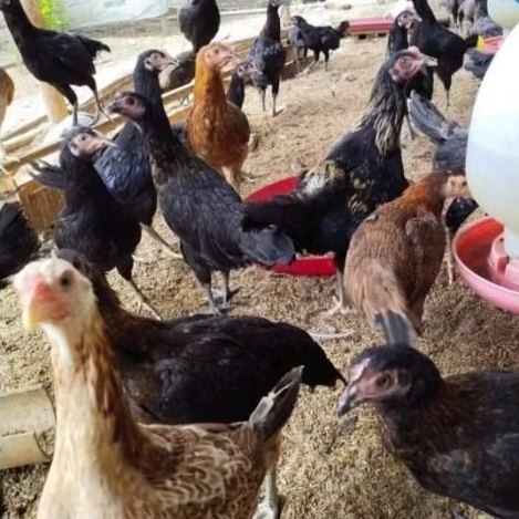 ayam KUB2