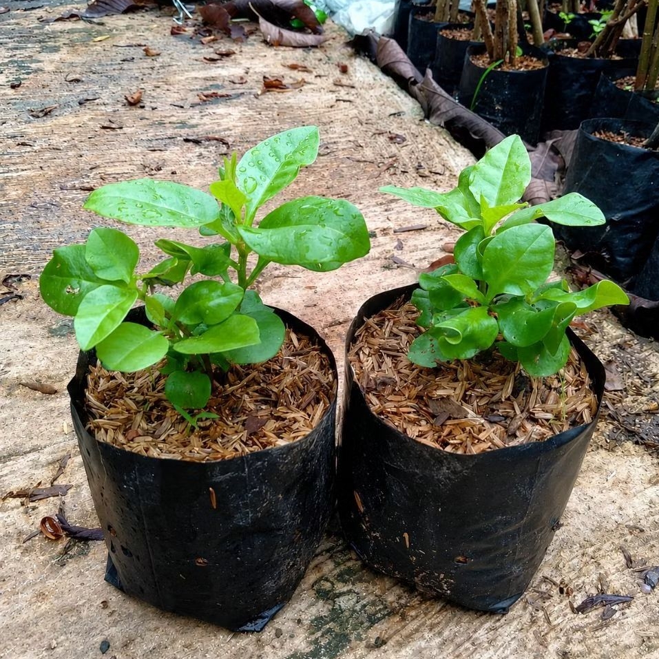 Bibit Binahong Hijau Tanaman Herbal Binahong Hijau