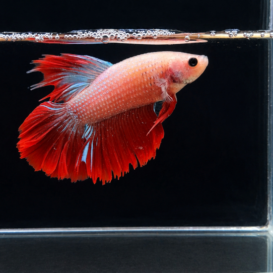 Cupang Halfmoon Fancy Merah Putih