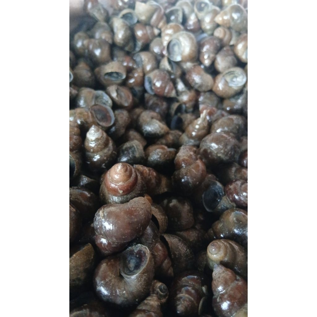 Tutut/Siput Sawah Hidup Fresh dari Sawah - Baru Panen Pagi Ini, Cangkang Mengkilap, Tanpa Bahan Kimi