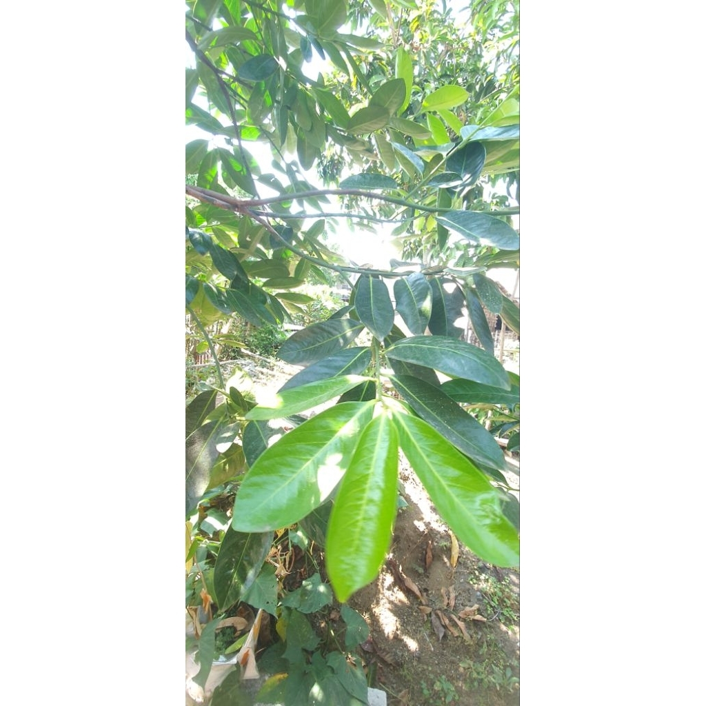 entres sawo hitam Giant