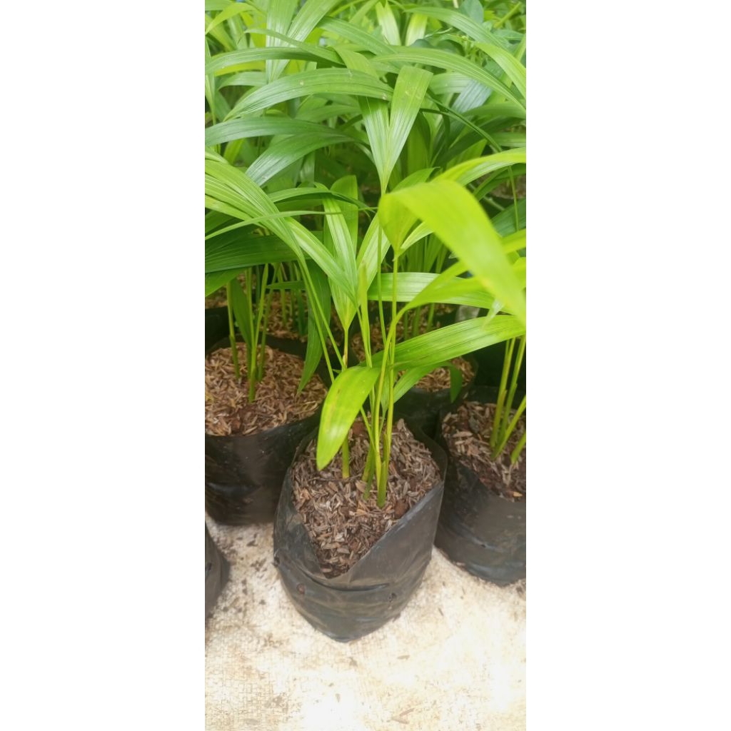 bibit pohon palem kuning/bibit palem kuning/bibit tanaman palem kuning