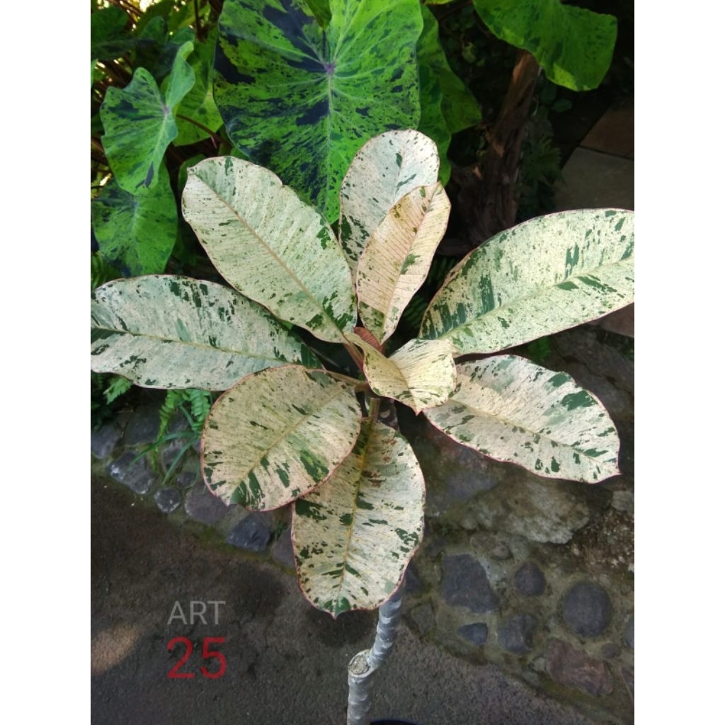 Plumeria Variegata 'Maya' | Kamboja Bali Varigata 1 Meter | Sesuai Foto