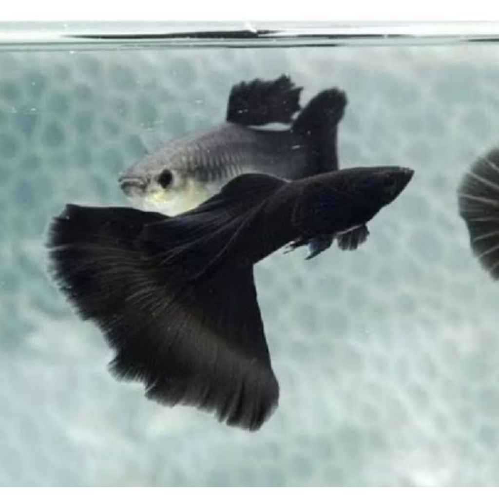 ikan guppy black Moscow sepasang