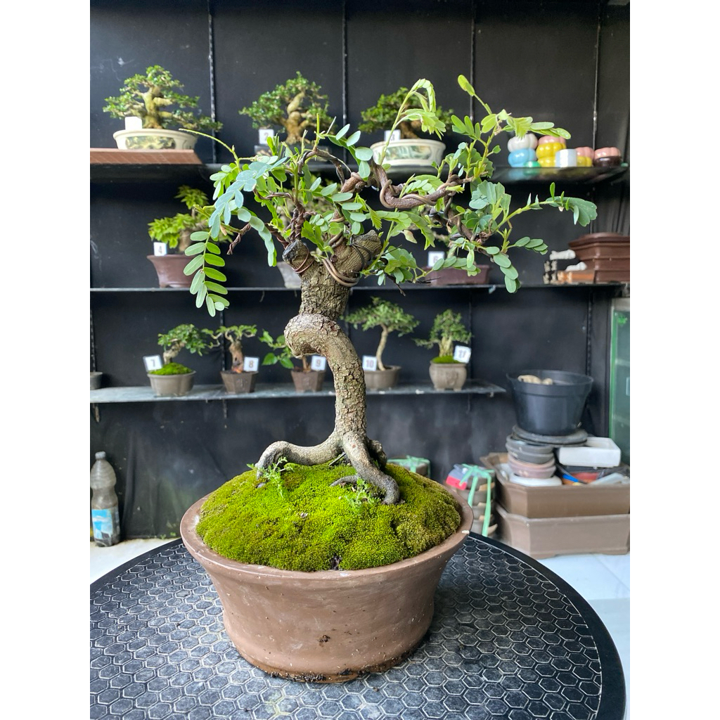 bonsai asem jawa