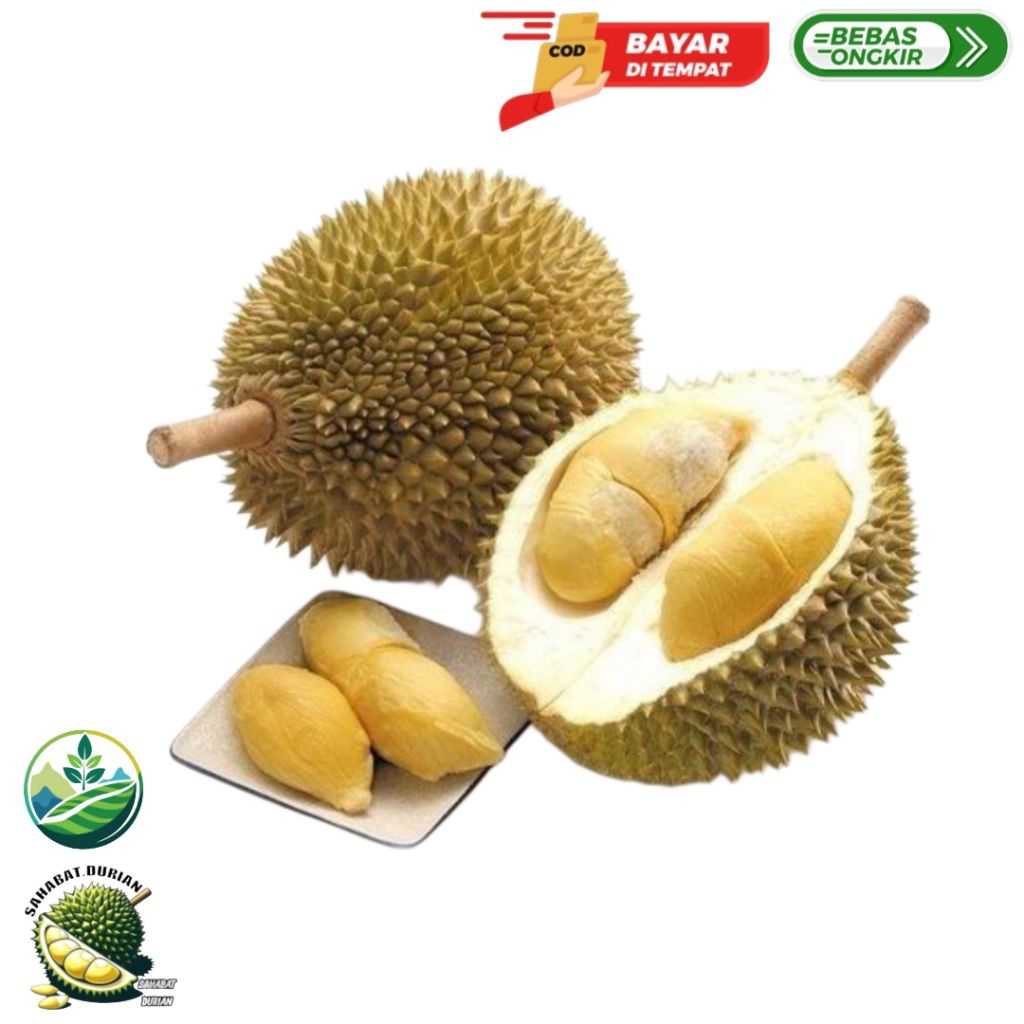 Durian montong | Durian montong kupas 500 gram | Durian montong manis legit