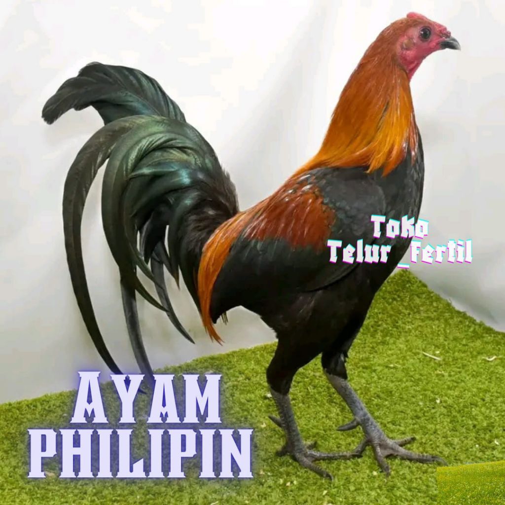 TELUR  AYAM PHILIPIN ASLI ORIGINAL UNTUK DITETASKAN