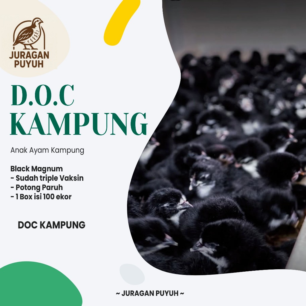 DOC Ayam Kampung