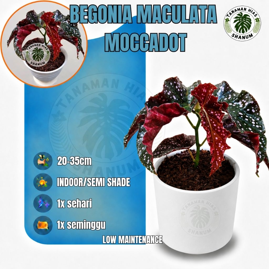 promo COD tanaman hias begonia moccadot - tanaman hias begonia maculata mocca - begonia- tanaman beg