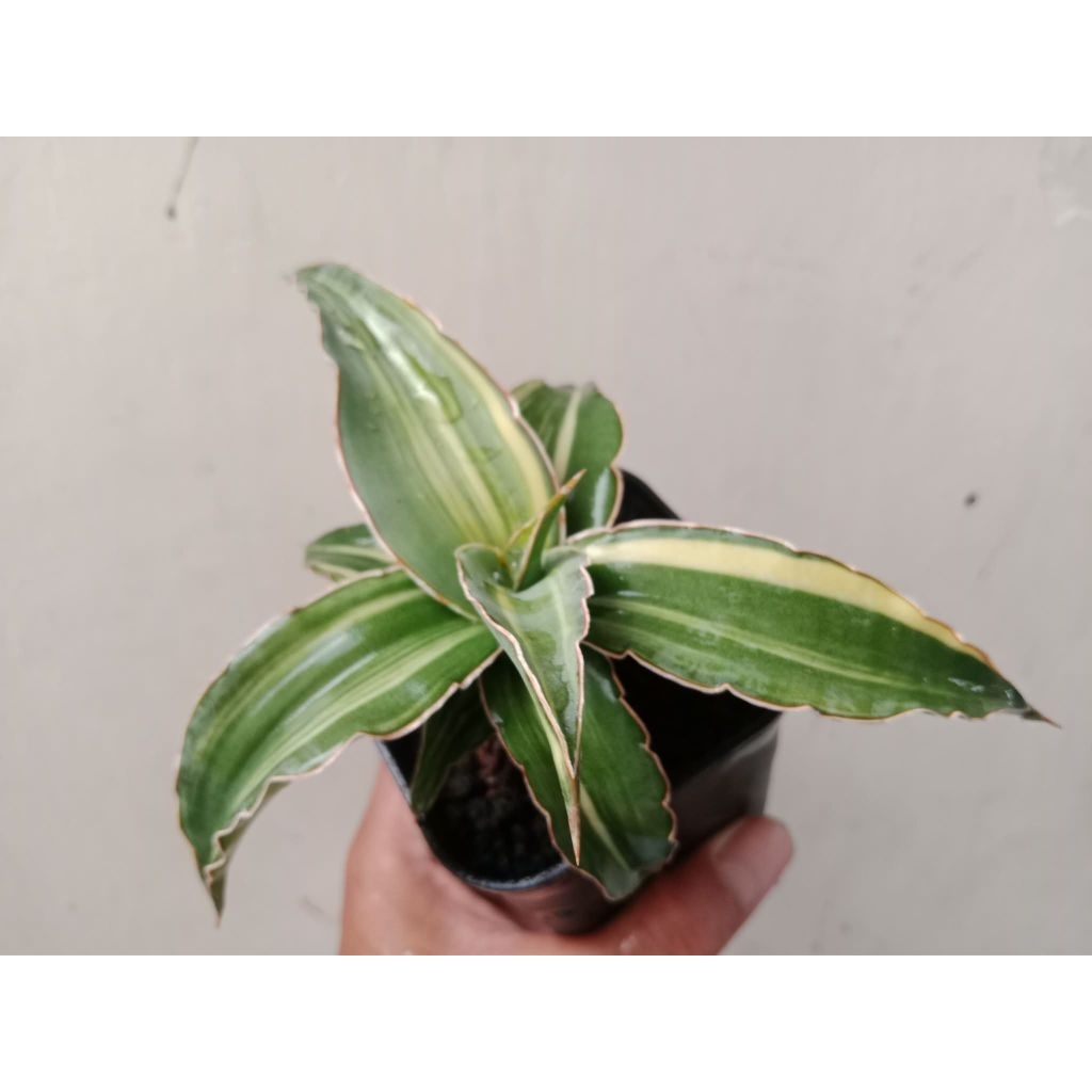 Sansivera kimayo variegata cakep