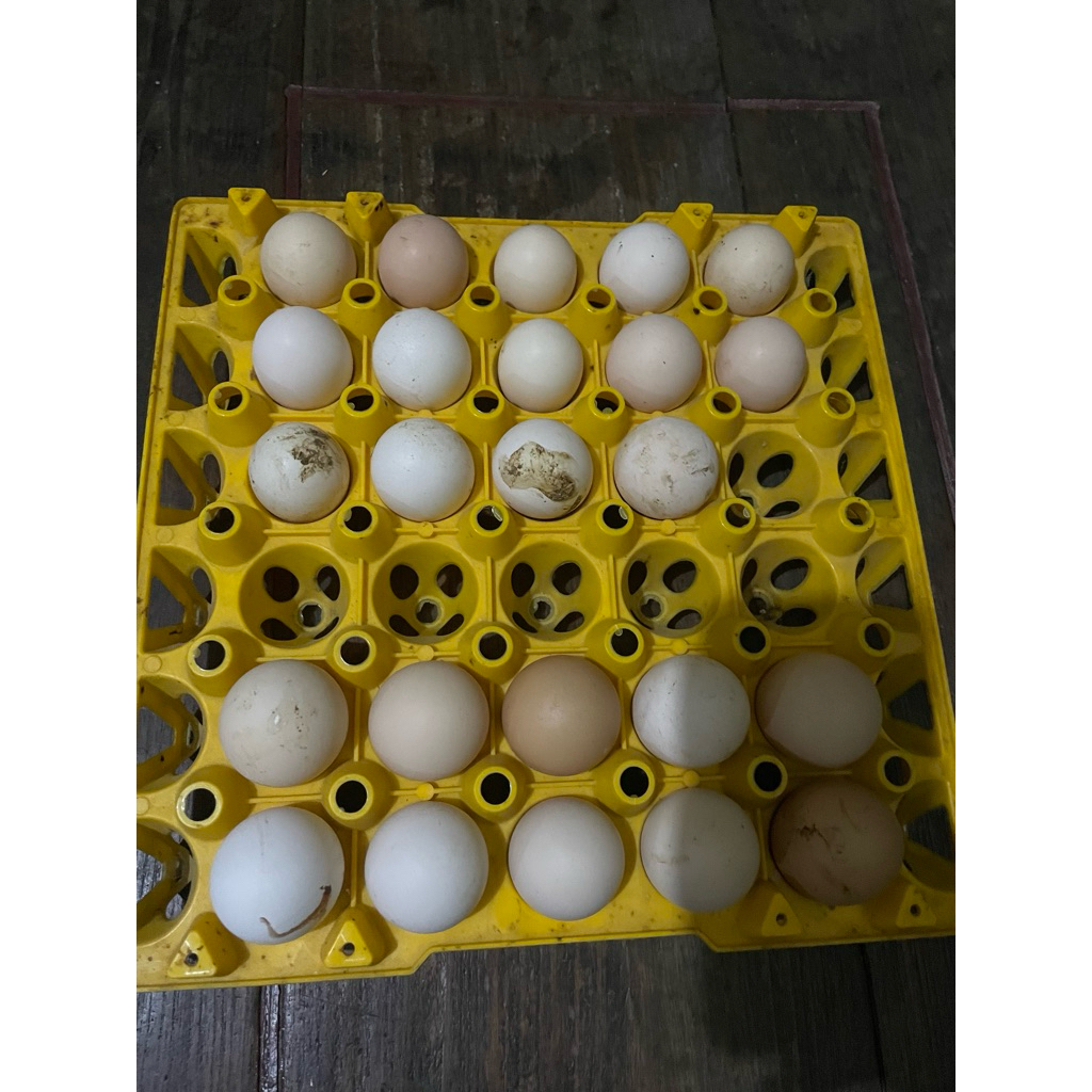 Telur tetas Ayam KUB 2