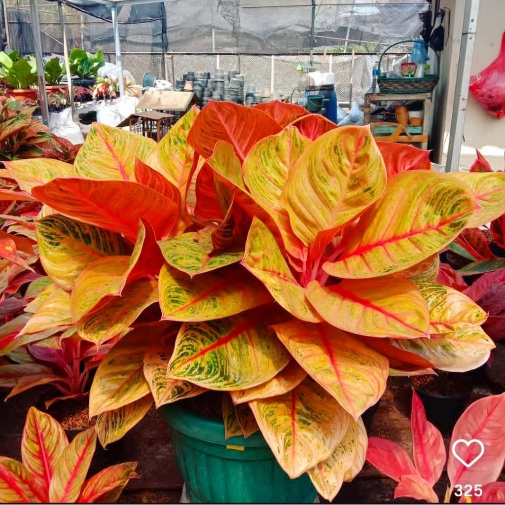 Tanaman Hias Aglonema Golden Krisna Bunga Hias Aglonema Aglaonema Golden Krisna Anakan Murah Merah B