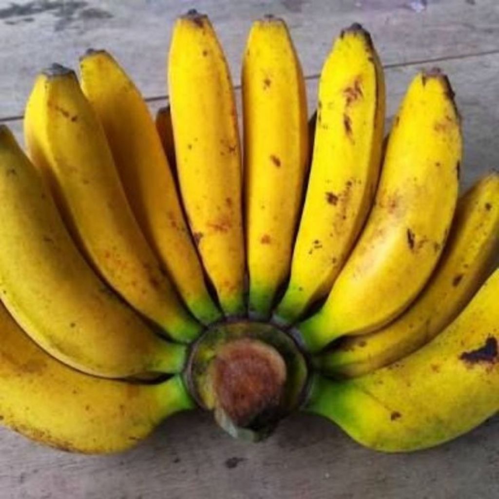 Pisang Uli Segar 1 Tandan