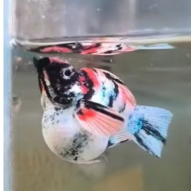 anakan molly red head thailand