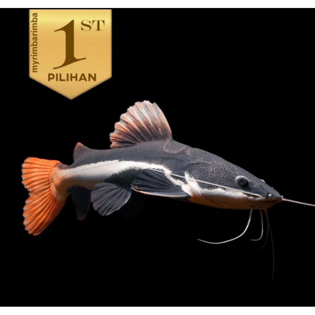 Red Tail Catfish (RTC) Ikan Hias Predator Hiasan Aquarium Aquascape