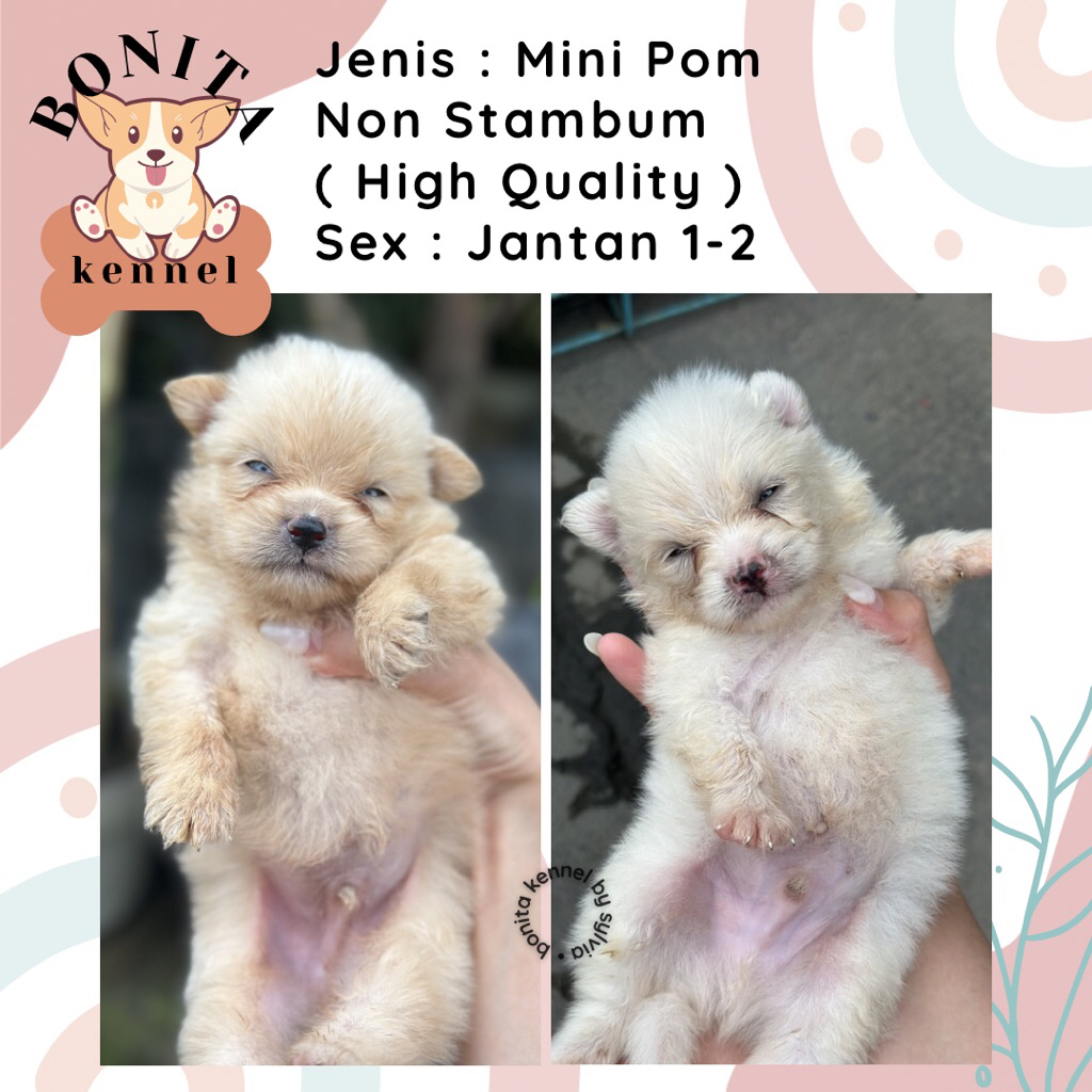 Mini Pom Non Stambum Jantan Betina Anak Anjing Minipom Pomeranian