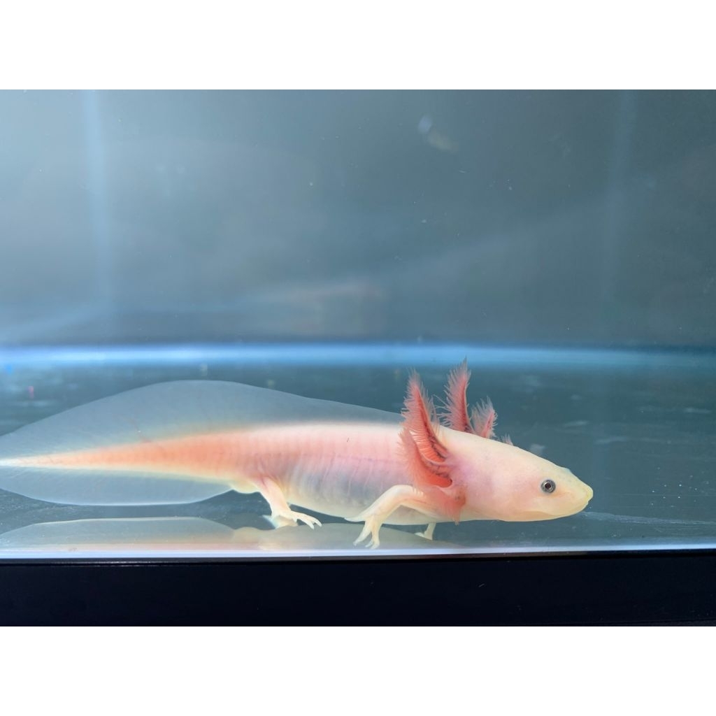 axolotl leu size 6-7cm
