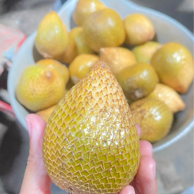 Salak Gading Asli Turi