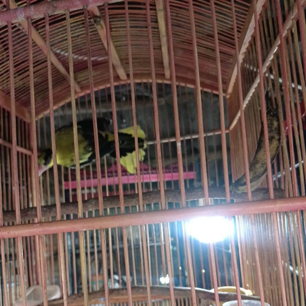 Burung Podang