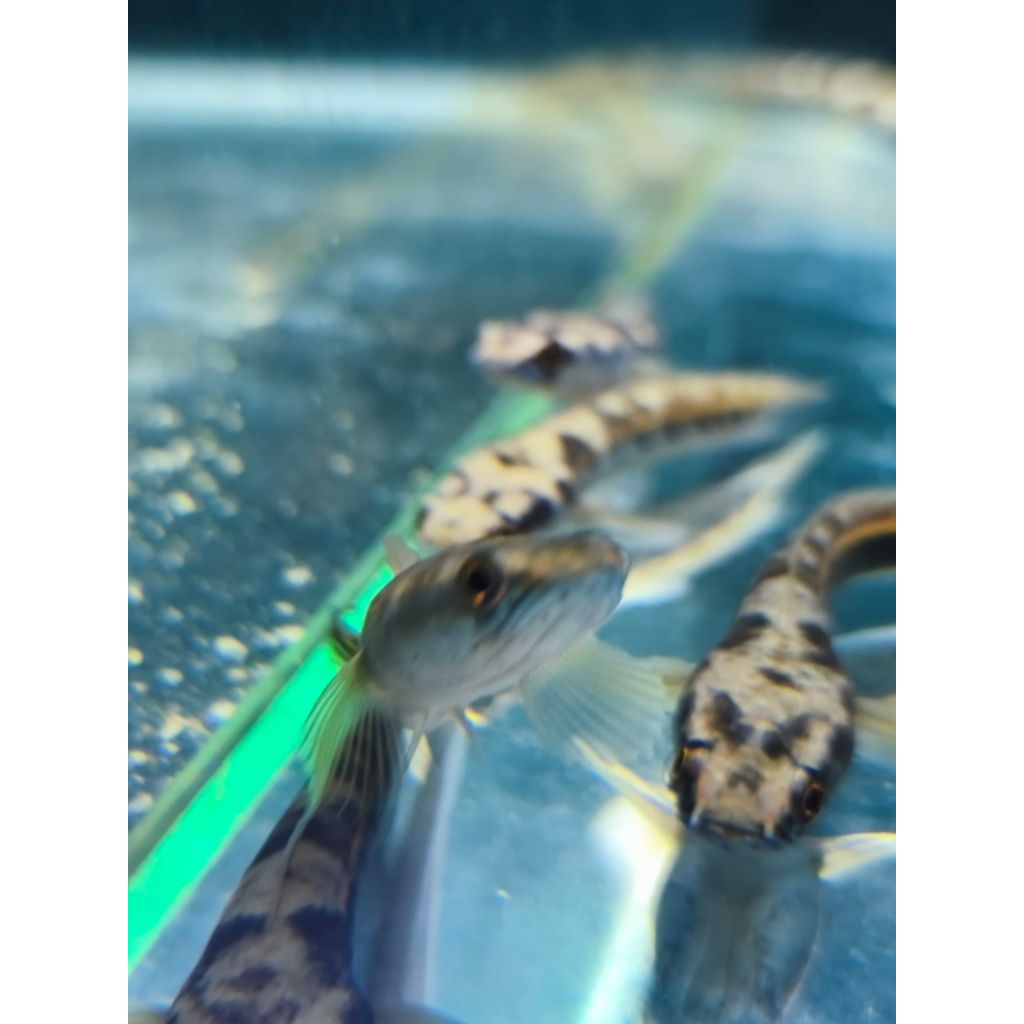 ikan chana maru ys Chana Yellow Sentarum
