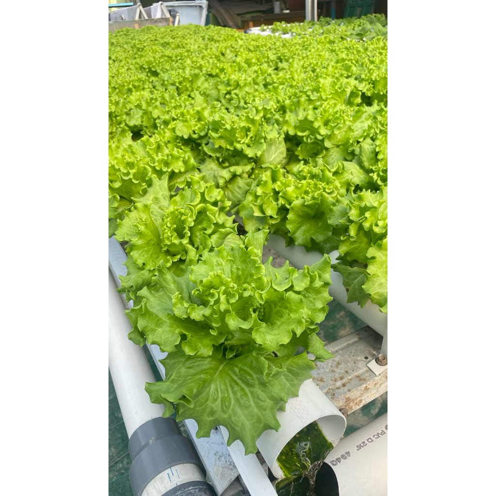 Selada Hidroponik