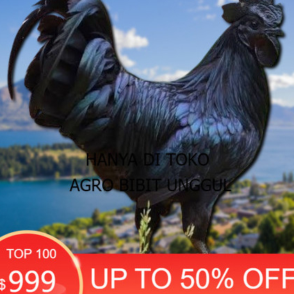 telur ayam cemani lidah hitam (asli) bisa untuk di tetaskan super agro.bibit.unggul