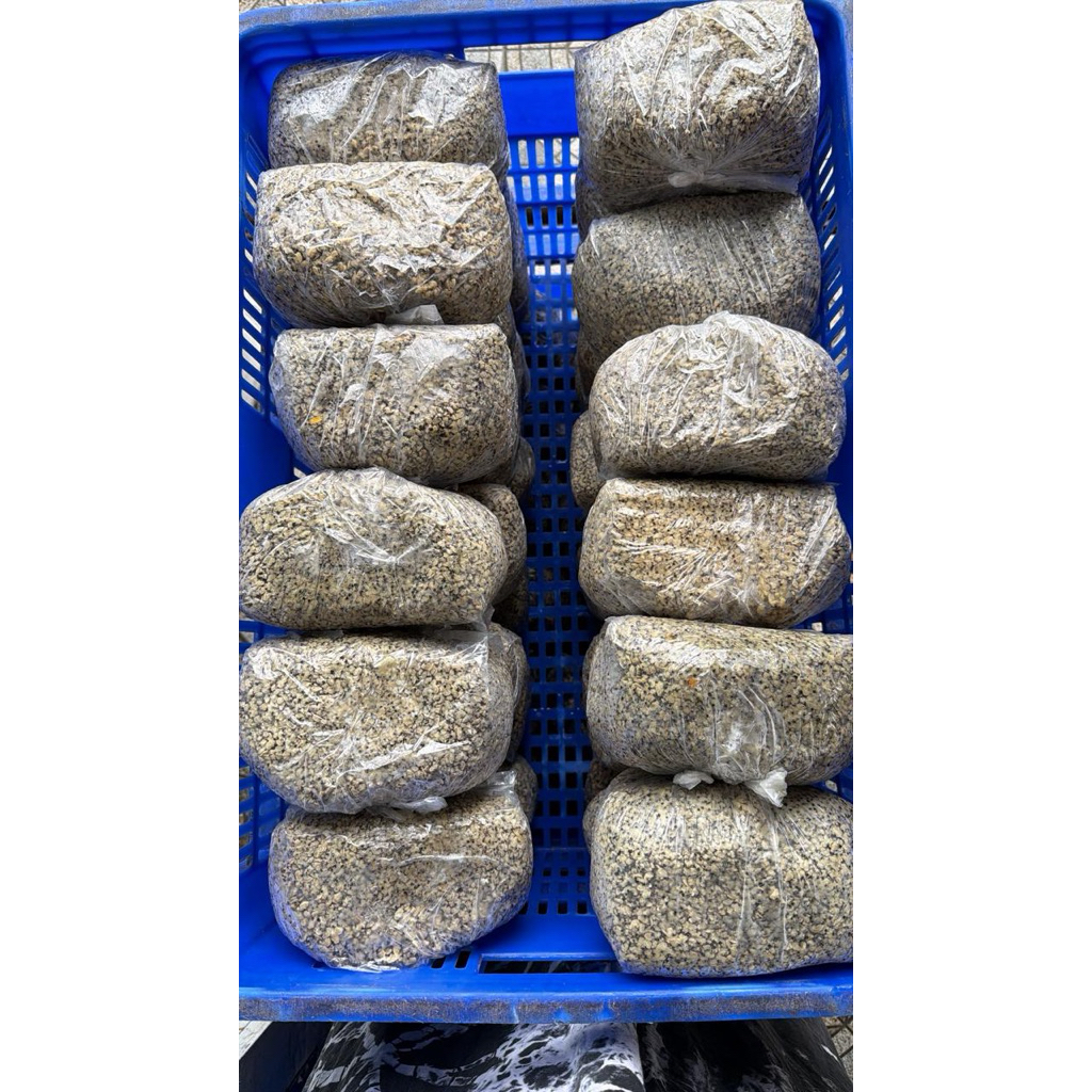 kerang kupang -/+ 1 kg