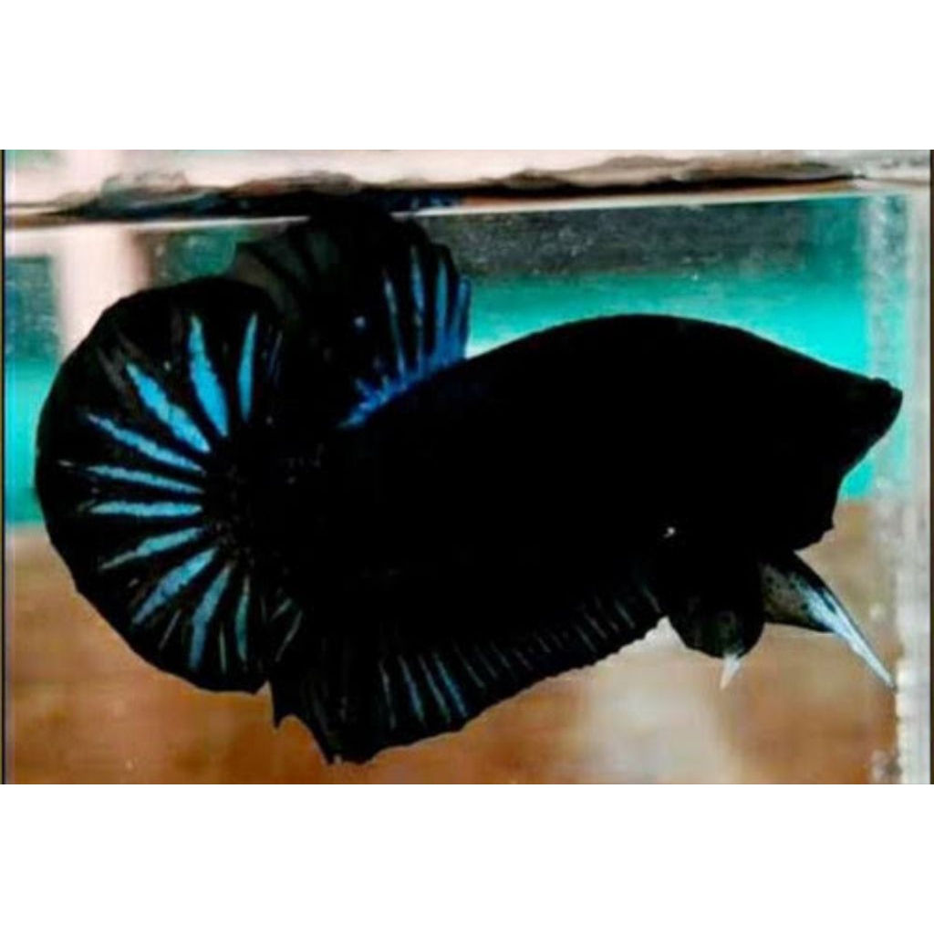 cupang Aduan Bagan hitam