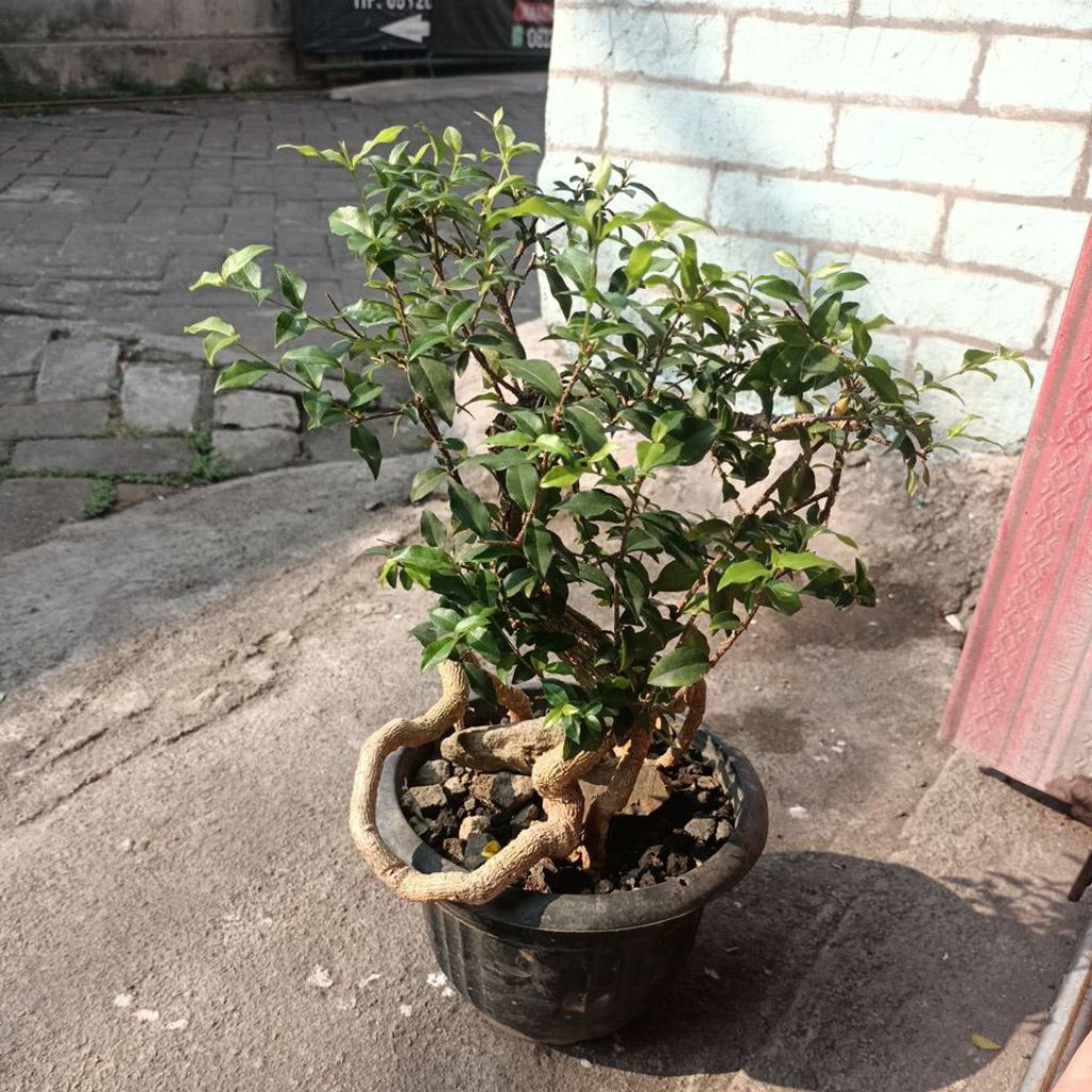 Bonsai Sakura jepang micro