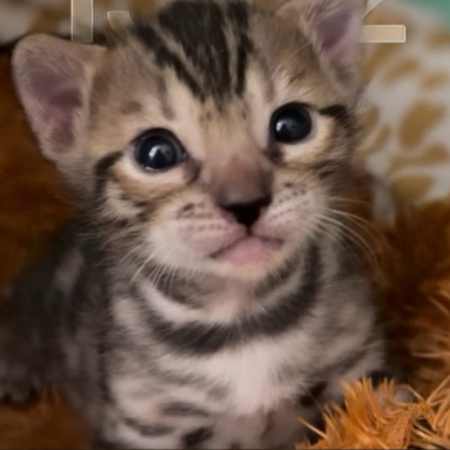 Kucing Bengal